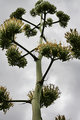 No-10-cactus_6064.jpg