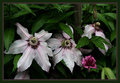 Clematis 6092.jpg