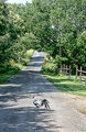 Rooster-Crossing_6270.jpg