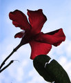 mandevilla_0750.jpg