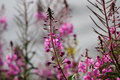 IMG_1869 copy.jpg