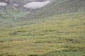 IMG_2038 grizzly.JPG