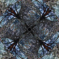 3473-Up-in-a-Tree.jpg
