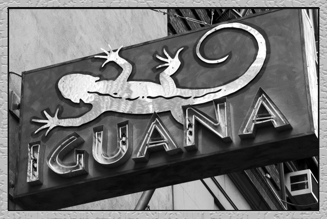 Day-8-BW-IMG_0023-iguana.jpg