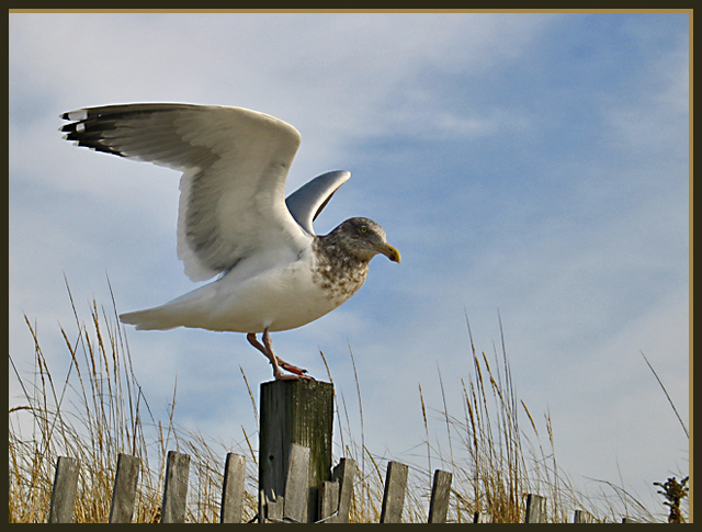 gull-IMG_1727.jpg