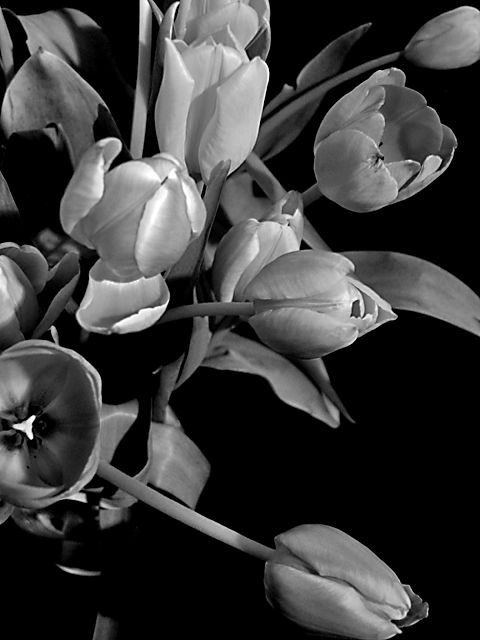 tulip-group-IMG_0114.jpg