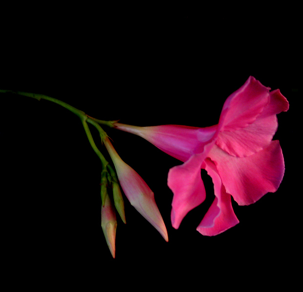 Day-9-adjusted-Mandevilla-IMG_0136.jpg