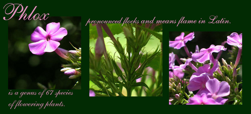 Day-25-Tripping-the-Phlox.jpg