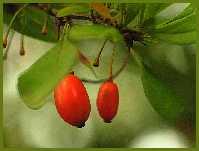 Oct-15-berried.jpg