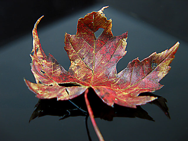 Oct-29-IMG_0281.jpg