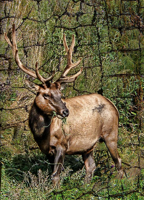 Day-11-4-2006-084-elk.jpg
