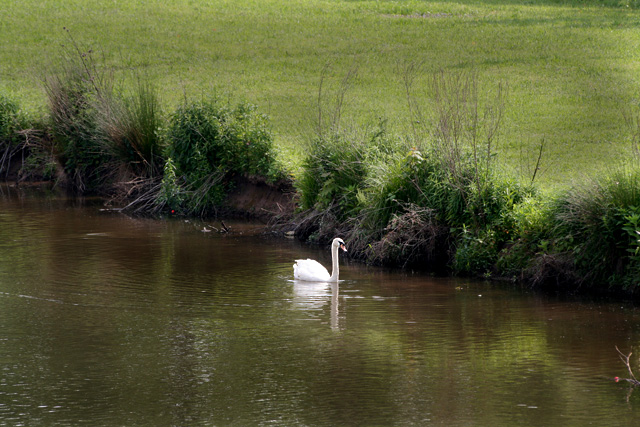 IMG_2226swan.jpg