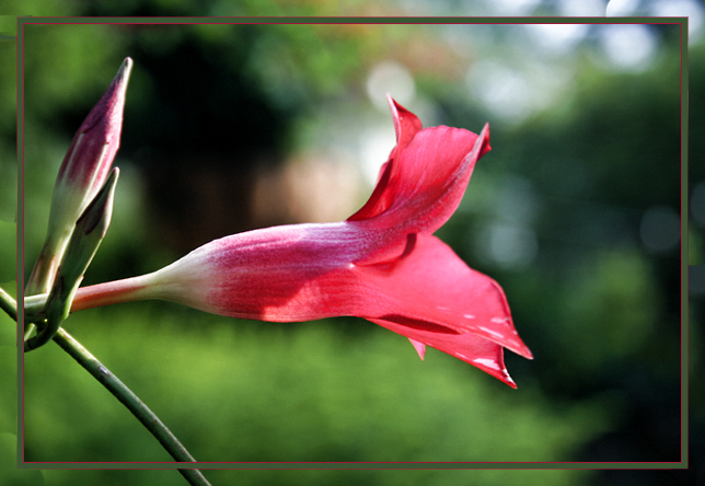 01 Floral 3620.jpg
