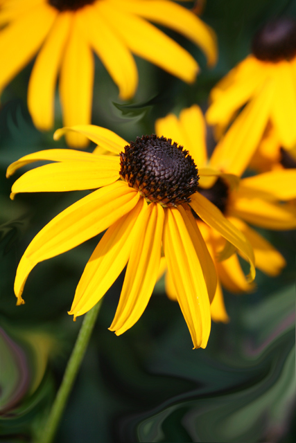 02-Floral-3613.jpg