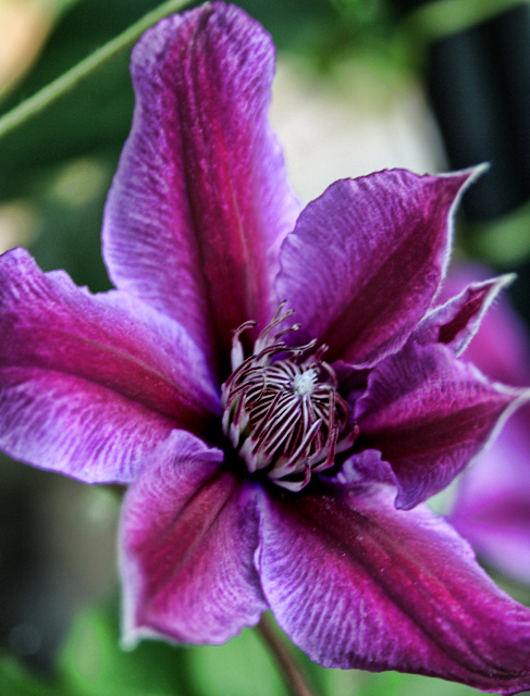 05_Floral_IMG_3664.jpg