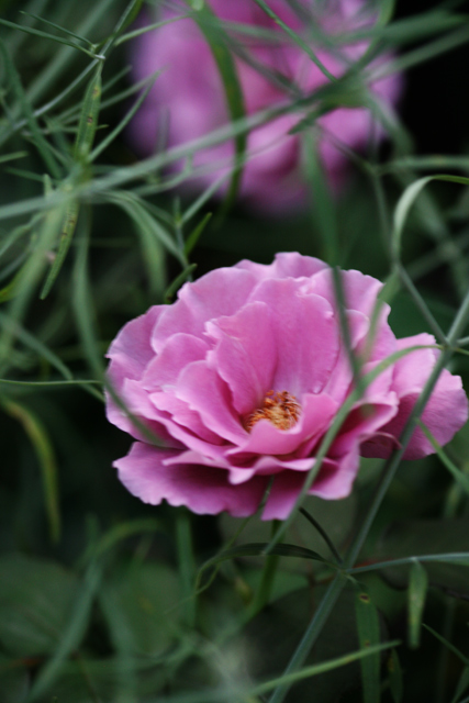 07-Floral-IMG_3765.jpg