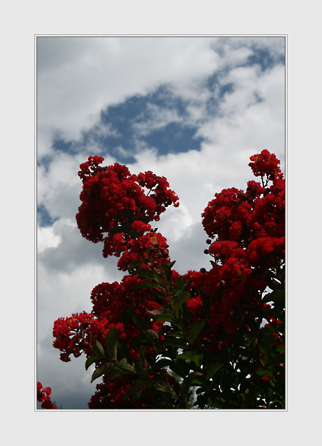 08-Floral-IMG_3810.jpg