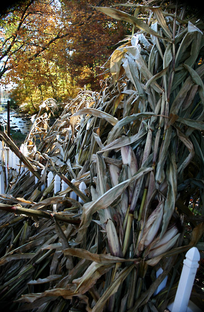 Autumn-in-Jersey.jpg