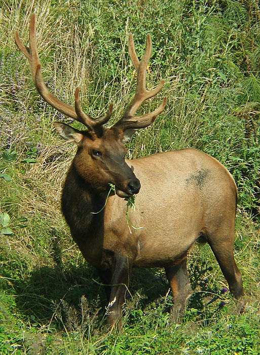 wild-elk.jpg
