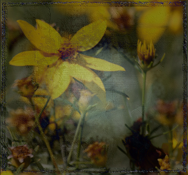shining-thru.jpg