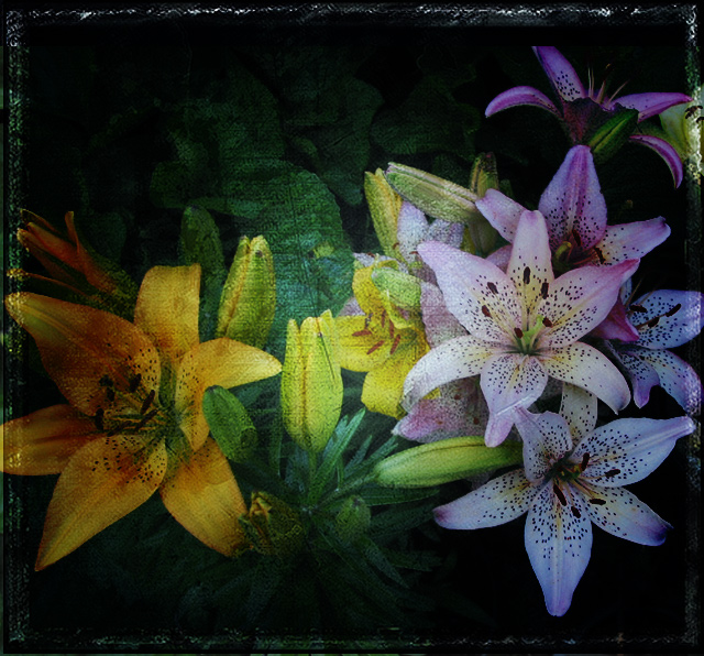Lily-Fields-Forever.jpg