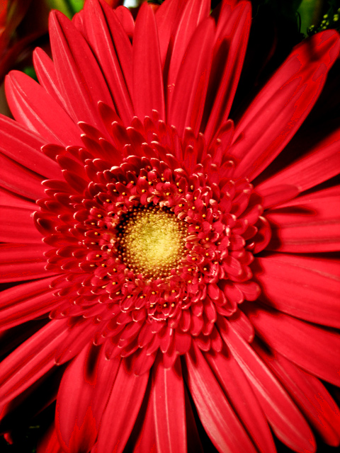 red-flower.jpg