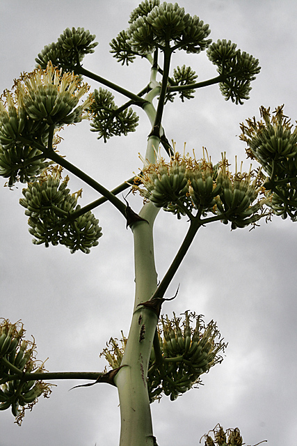 No-10-cactus_6064.jpg