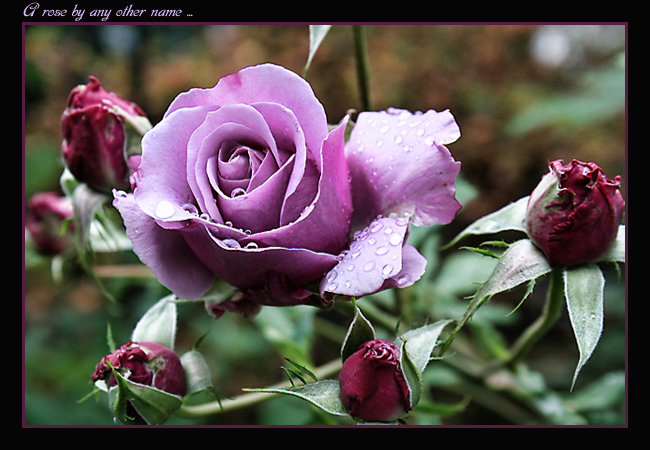 Rose_6225.jpg