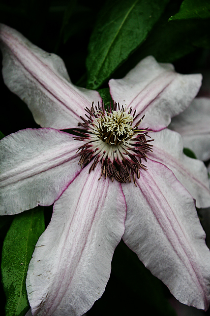 Clematis_6099.jpg