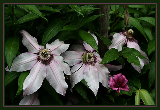 Clematis 6092.jpg