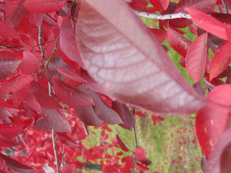 Red Leaves of Fall