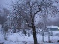 the apple tree.JPG
