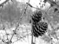 1 015_pine_cone.jpg