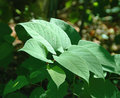 leaves_9638.jpg