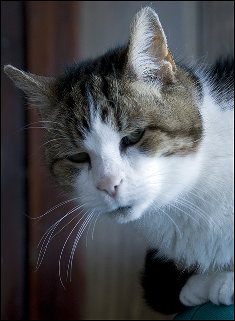 OLLIE2_0625.jpg