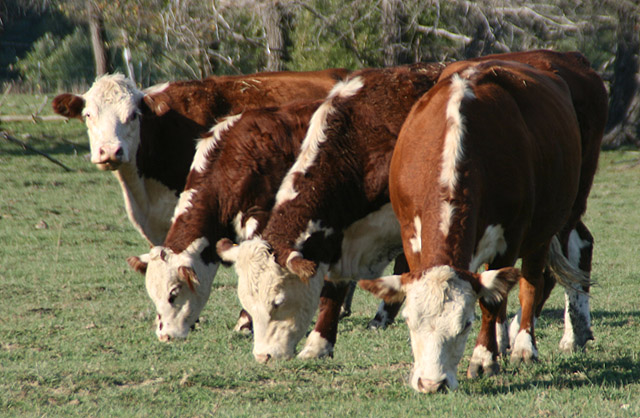 cows_9435.jpg