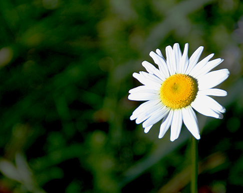 daisy_9583.jpg