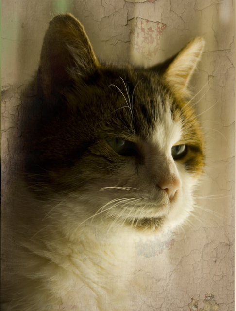 ollie2_0158.jpg