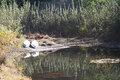 Tranquility-@-Karee-Krans.jpg