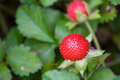 My Strawberry Patch