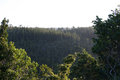 View on Knysna Forest