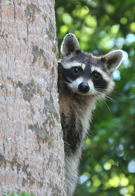 IMG_Racoon.jpg