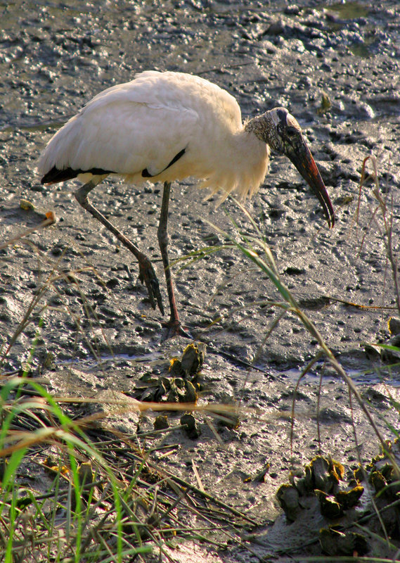 IMG_Woodstork1.jpg