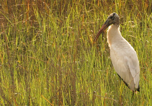 IMG_Woodstork2.jpg