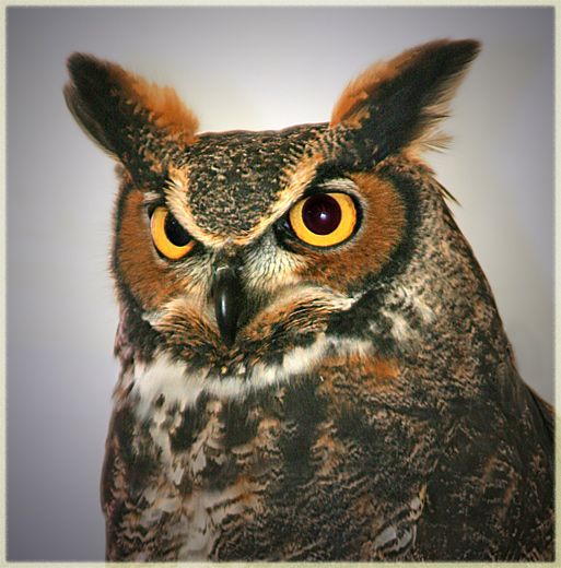 Great Horned Owl