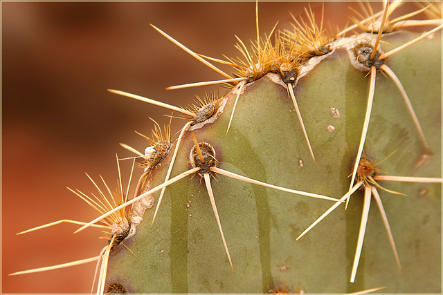 Prickly Pear