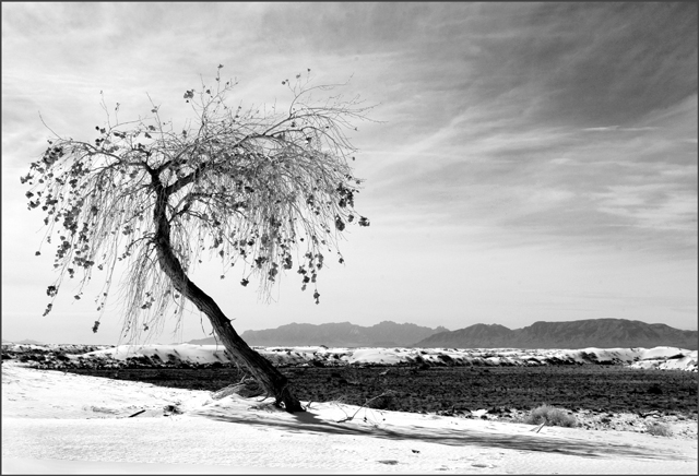 Rooted in Sand