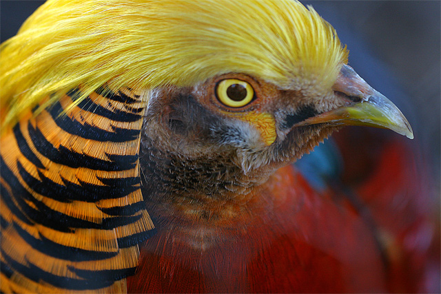 Minimal Edit PAD 2 "Golden Pheasant"