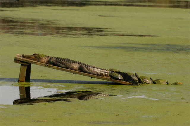 Minimal Edit PAD 3 "Alligator and Turtles"