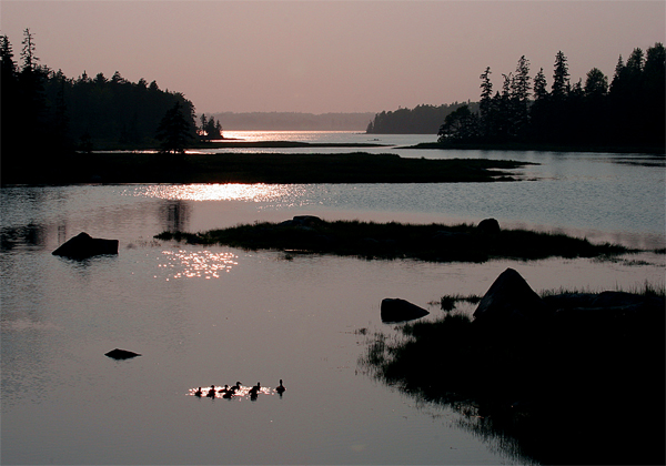 Ducks at Dusk